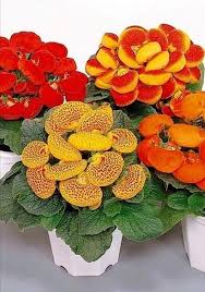 Image result for Calceolariaceae