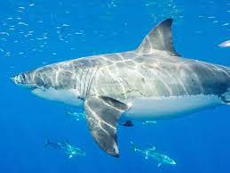 Great white shark great white sharks (carcharodon carcharias), also known as great white, white pointer, white shark, or white death, are fish, and are in the lamnidae family of sharks. Fxfctjlfb Sc6m