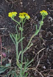 Image result for Nidorella auriculata