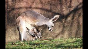 Suddenly mum's head goes up, ears pricked: Along For The Ride Two Kangaroo Joeys In One Pouch At Saint Louis Zoo Youtube