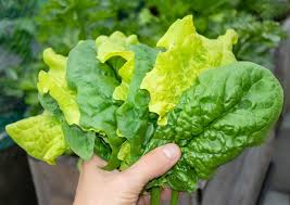 When to plant lettuce leaf? 20 Lettuce Varieties To Grow Through Fall Even Winter