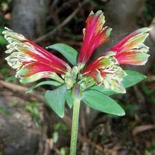 Image result for Alstroemeria pulchella