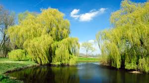 See full list on thespruce.com Willow Bark Nature S Aspirin