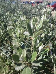 Image result for Feijoa sellowiana