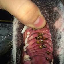 Marienkäfer in Hundeschnauze: Gibt es Vampir-Marienkäfer? | Wunderweib