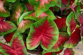 Ftd®, a premier provider of beautiful floral arrangements & flower bouquets since 1910. 10 Houseplants With Red Leaves Urban Garden Gal