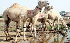 Compte officiel dailymotion france the home for videos that matter. Cow Mandi 2016 Bakra Eid Images Photos