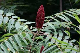 Young shoots and roots are peeled and eaten raw. Three Sumacs And Two Imposters Outside My Window