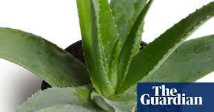 Department of agriculture plant hardiness zones 10 through 12 and doesn't tolerate cold temperatures below 40 degrees fahrenheit. Stumped Has Cold Weather Killed My Aloe Vera Gardening Advice The Guardian