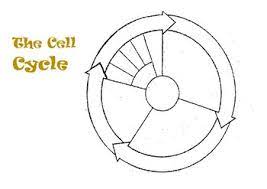 Cell Cycle Diagram By Toolbox Of Science Teachers Pay Teachers