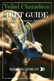 Veiled Chameleon Diet Guide Food List Included Chameleon Pet Veiled Chameleon Chameleon Food