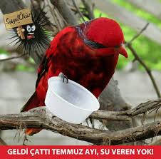 Kapi Pencere Onlerine Bir Tas Su Birakmayi Unutmayalim Sosyalokuz Okuz Sosyal Hayvan Hayvanlar Bir Tas Su Ver Susuz Susuzl Hayvan Hayvanlar Ale