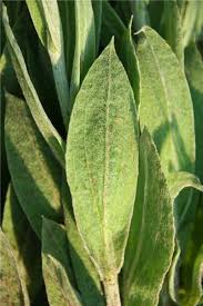 Image result for Helichrysum acutatum