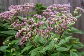 We did not find results for: 14 Best Fall Blooming Flowers For Your Perennial Garden