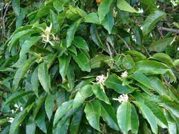 We did not find results for: Michelia Alba Wholesale Plant Nursery Melbourne