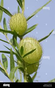 Image result for Gomphocarpus fruticosus