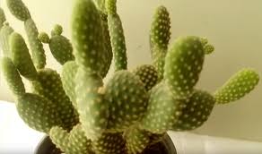 Cualquier información que necesites saber la encuentras aquí. Quieres Saber Como Plantar Un Cactus Sin Raiz Plantasmania