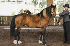 Erinmore golden marble | connemara, ponies and pony. Glenormiston Dundrum Powderbark Stud