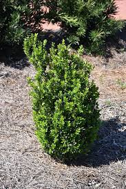Use as hedge, topiary, or foundation plant. Baby Gem Boxwood Buxus Microphylla Gregem In Columbus Dublin Delaware Grove City Gahanna Bexley Ohio Oh At Oakland Nurseries Inc