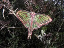 Check spelling or type a new query. Graellsia Isabellae Spanish Moon Moth Welcome Visitor