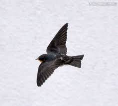 Brung sriti atau burung layang layang memang belum termasuk burung yang dilindungi, tetapi kalau melihat perubahan alam desa yang kurang bersahabat. Burung Walet Atau Burung Layang Layang Himakova