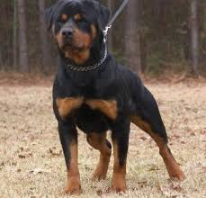 We did not find results for: German Rottweiler Puppies For Sale Los Angeles