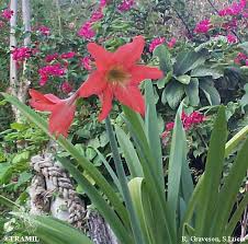 Image result for Hippeastrum puniceum