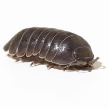 Search through 623,989 free printable colorings at getcolorings. Controlling Pill Bugs Wood Eating Beetles Pest Control Marietta Atlanta Carrollton Ga Pill Bug Extermination Elimination In Georgia