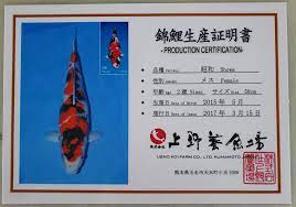 Check spelling or type a new query. Koi For Sale J K Koi Paradise Our New Collection Ueno Showa