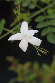 Image result for Jasminum officinale