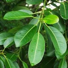 Image result for Ficus craterostoma