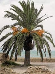 Pin On Fruit Growing