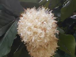 Image result for Cynometra alexandri