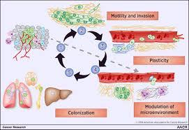 When cells divide, they make exact copies of cancer cells have gene mutations that turn the cell from a normal cell into a cancer cell. Defining The Hallmarks Of Metastasis Cancer Research