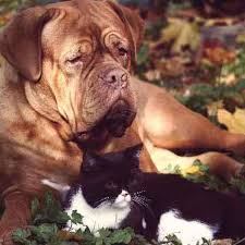 Your cat may be more lethargic, have loss of appetite, and be reluctant to walk or play due to pain caused by the tumor on the bone. Bone Cancer In Pets Petcarerx