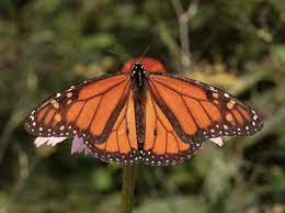 Uploaded at november 21, 2017. Orange Butterfly Identification Guide With Photos Owlcation