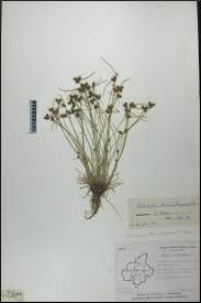 Image result for Lipocarpha kernii