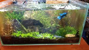 Fs Ft New Brunswick Nj 2 Tons Of Moss Red Cherry Shrimp Stem Plants Fish And Homebred Betta Imbellis Aquaswap