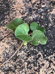 Image result for Ficus tettensis