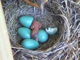 Baby Robin Hatching Youtube