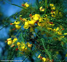 It blooms summer through fall with orange and yellow flowers. Texas Native Plants Database