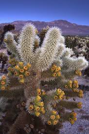 Joshua treein joshua tree national park, californiascientific. Cholla Bloom By Eric Foltz Blooming Cactus Cactus Desert Plants