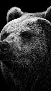 Iphone 6 Bear Wallpapers Hd Desktop Backgrounds 750x1334 Grizzly Bear Bear Wallpaper Animal Wallpaper