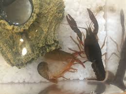 Maybe you would like to learn more about one of these? 11æããã¶ãªã¬ãé£¼è²ã§ç½°é'100ä¸å Twitterã§è©±é¡ã« å®ã¯ã¢ã¡ãªã«ã¶ãªã¬ãã¯å¤§ä¸å¤« 1 2 ãã¼ã¸ ã­ã¨ãã¼