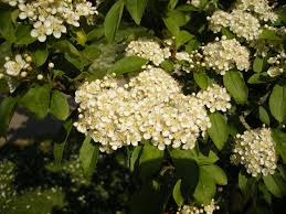 Image result for Polystachya villosa