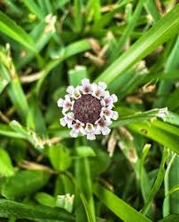 Image result for Lippia oatesii