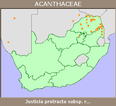 Image result for Justicia protracta