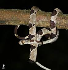 Image result for Imantodes chocoensis