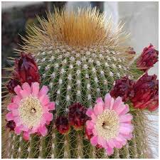 Image result for Neobolusia