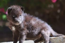 Image result for wolf cub